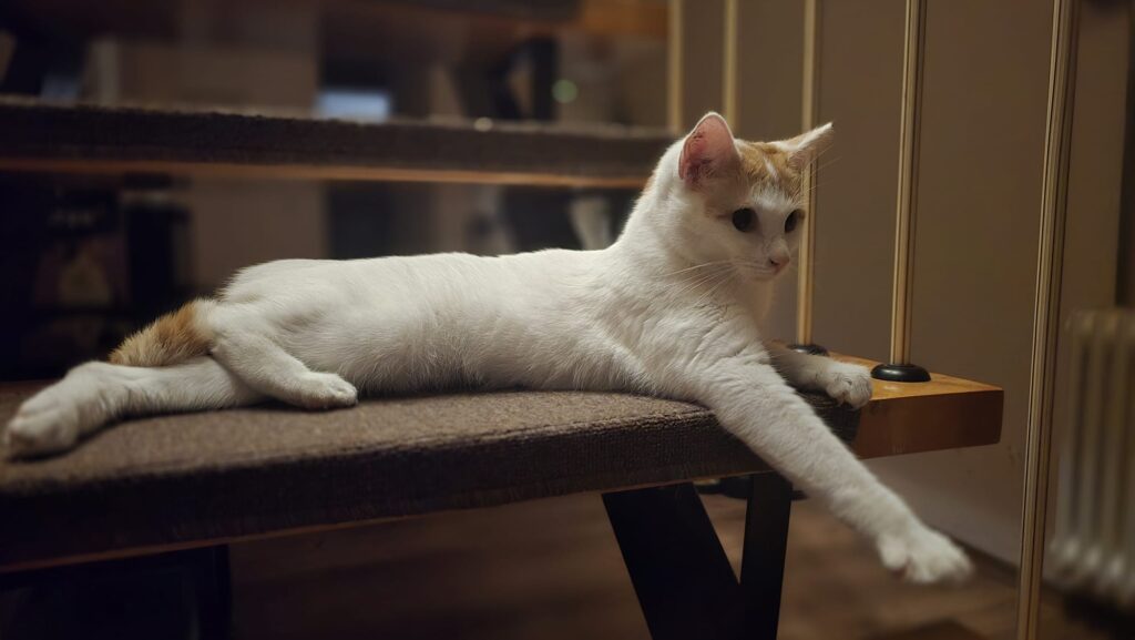 eine rot weisse katze liegt auf einer Treppe und schaut