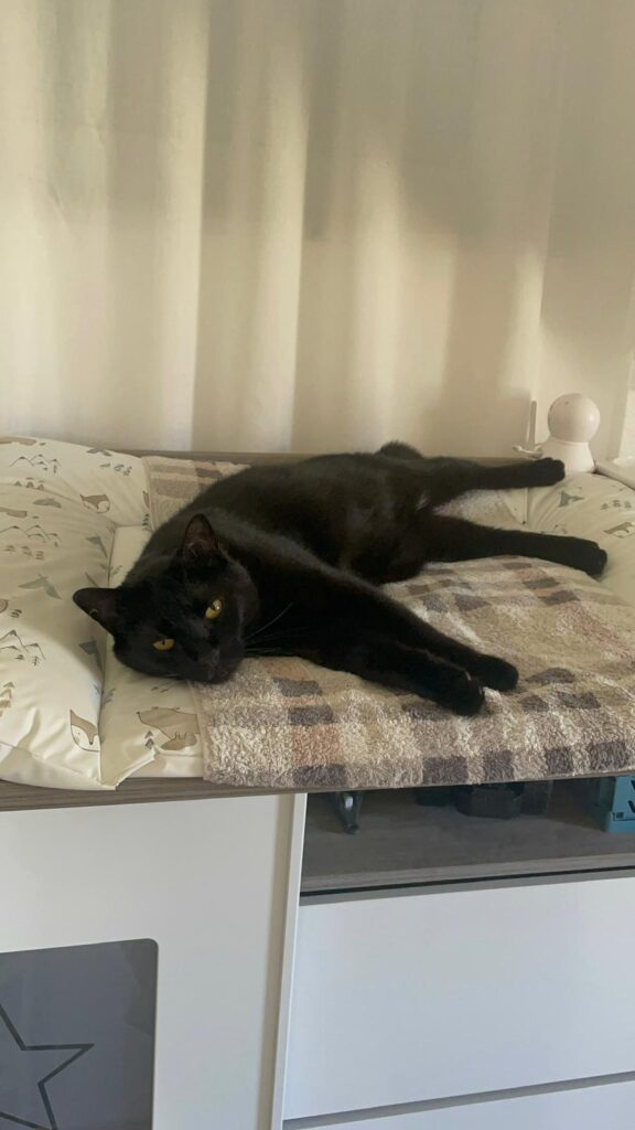 ein schwarzer kater liegt auf dem wickeltisch und ruht sich aus
