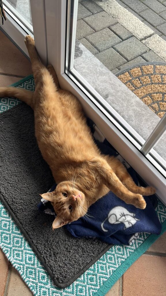 ein roter kater liegt vor der glastür und schaut