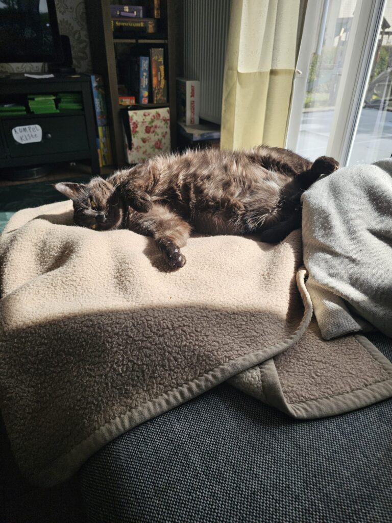 ein schwarzer kater liegt auf einer decke und ist entspannt