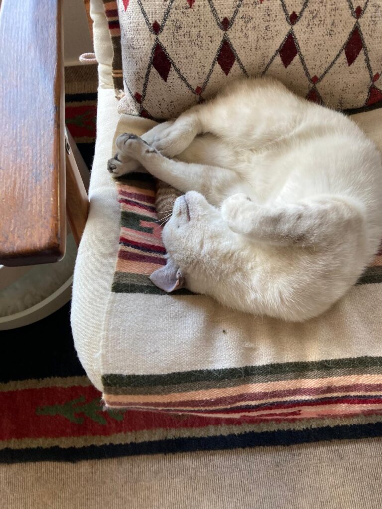 ein creme farbener kater liegt auf dem rücken und schläft