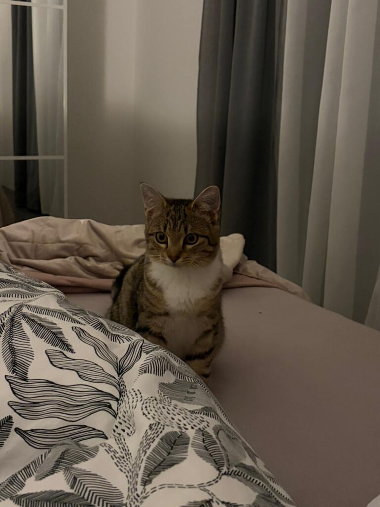 getigertes Kätzchen sitzt im Bett