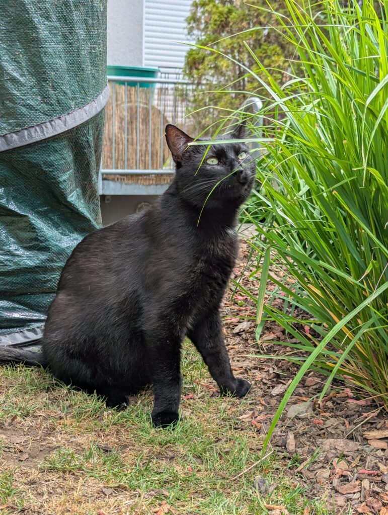 ein schwarzer kater sitzt am katzengras und knabbert daran