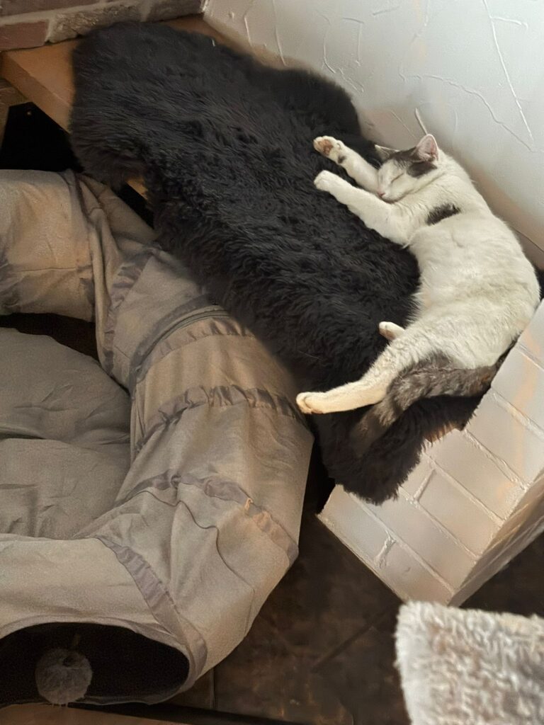 ein weiss grauer kater liegt auf einem fell und schläft