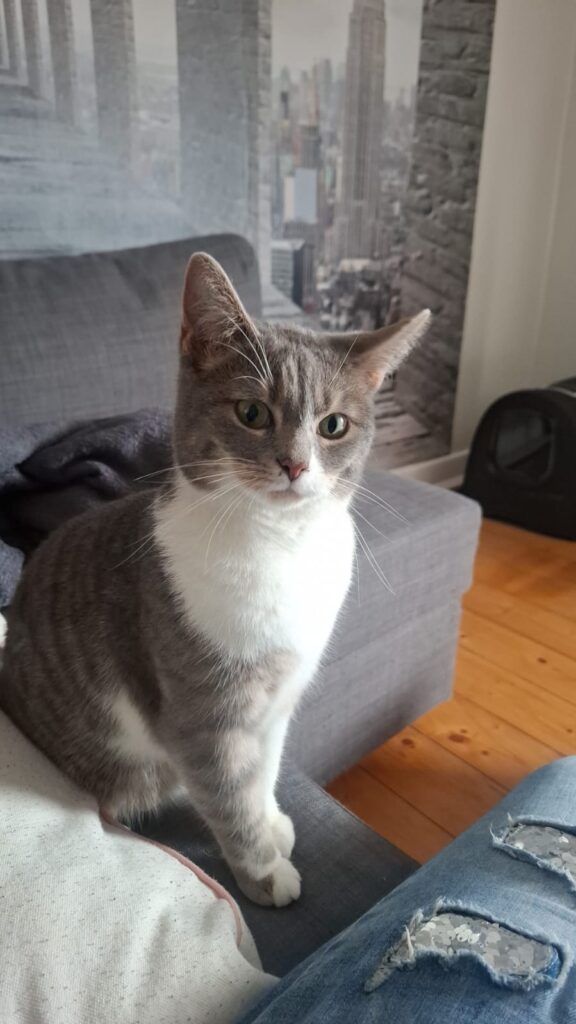 eine weiss graue kätzin sitzt auf dem sofa und schaut