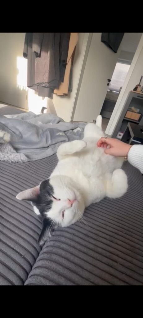 weiss schwarzer kater liegt auf dem bauch und lässt sich kraulen
