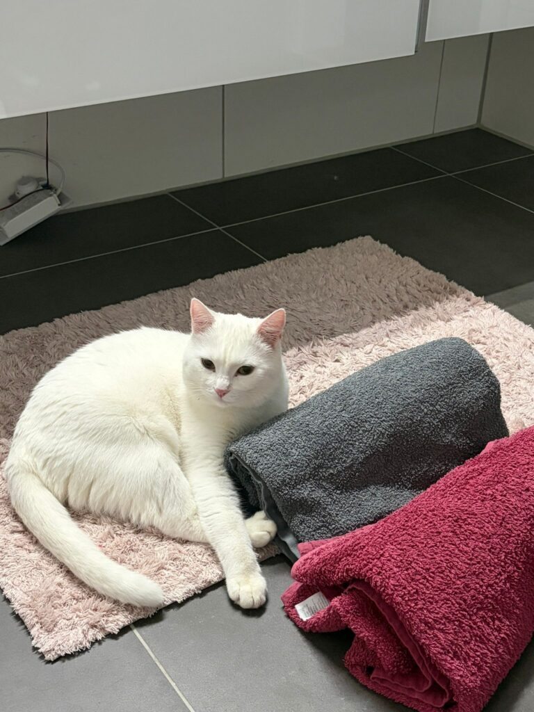 weisser kater sitzt auf badteppich
