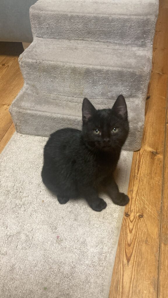 ein kleiner schwarzer kater sitzt auf einem teppich und schaut 