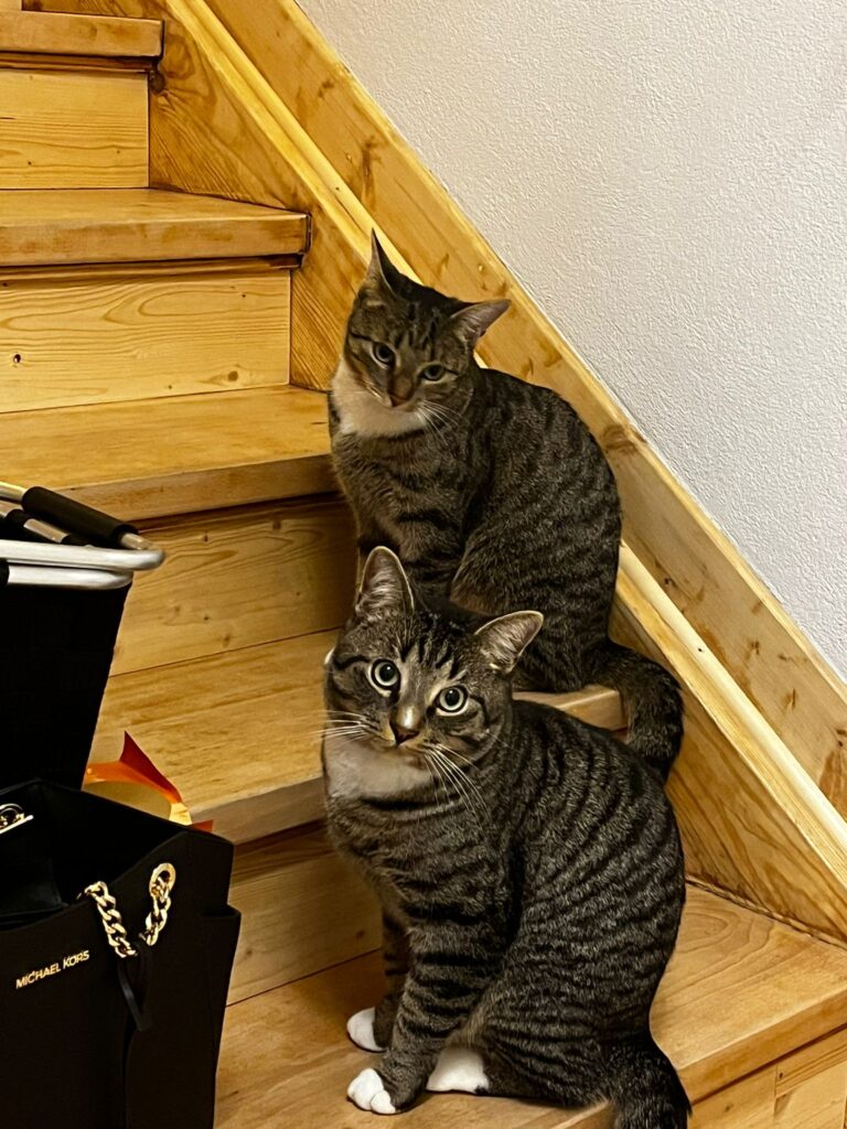 zwei getigerte Katzen sitzen auf einer Treppe und schauen. 
