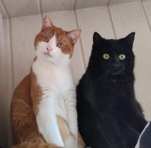 Eine weiss rote und eine schwarze katze sitzen auf dem kratzbaum