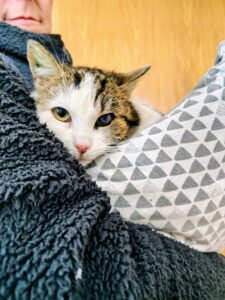 eine getigerte katze mit weiss liegt im arm 