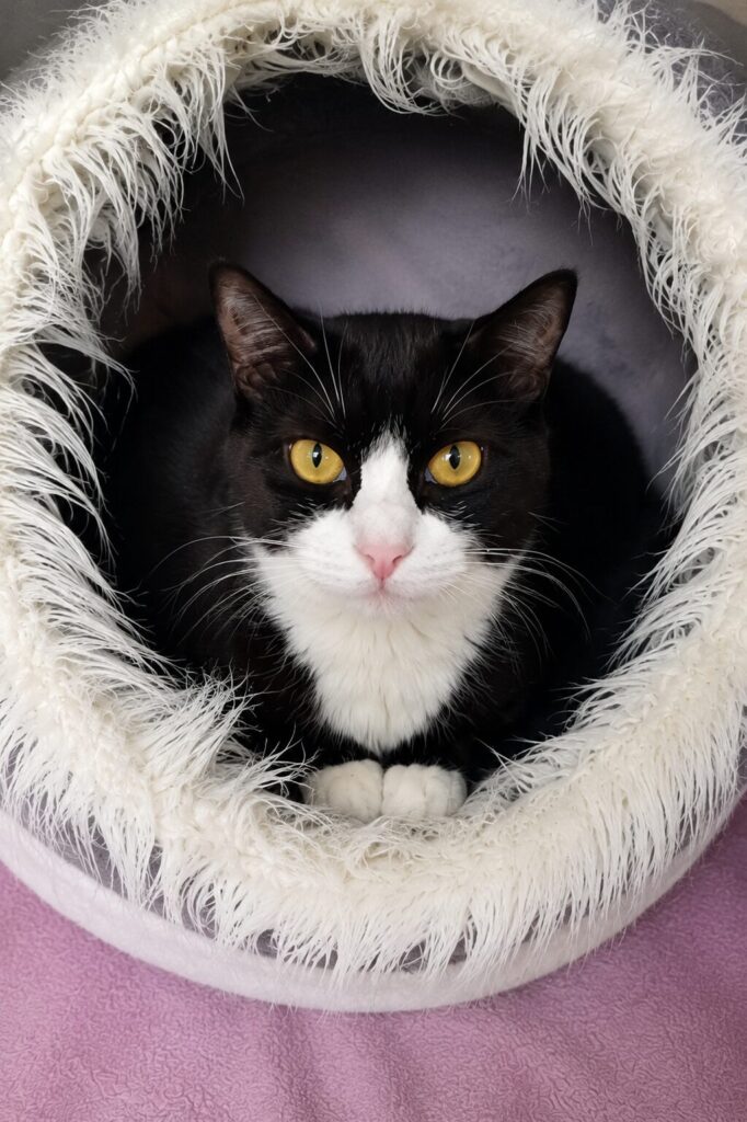 schwarz weisse katze in kuschelhöhle