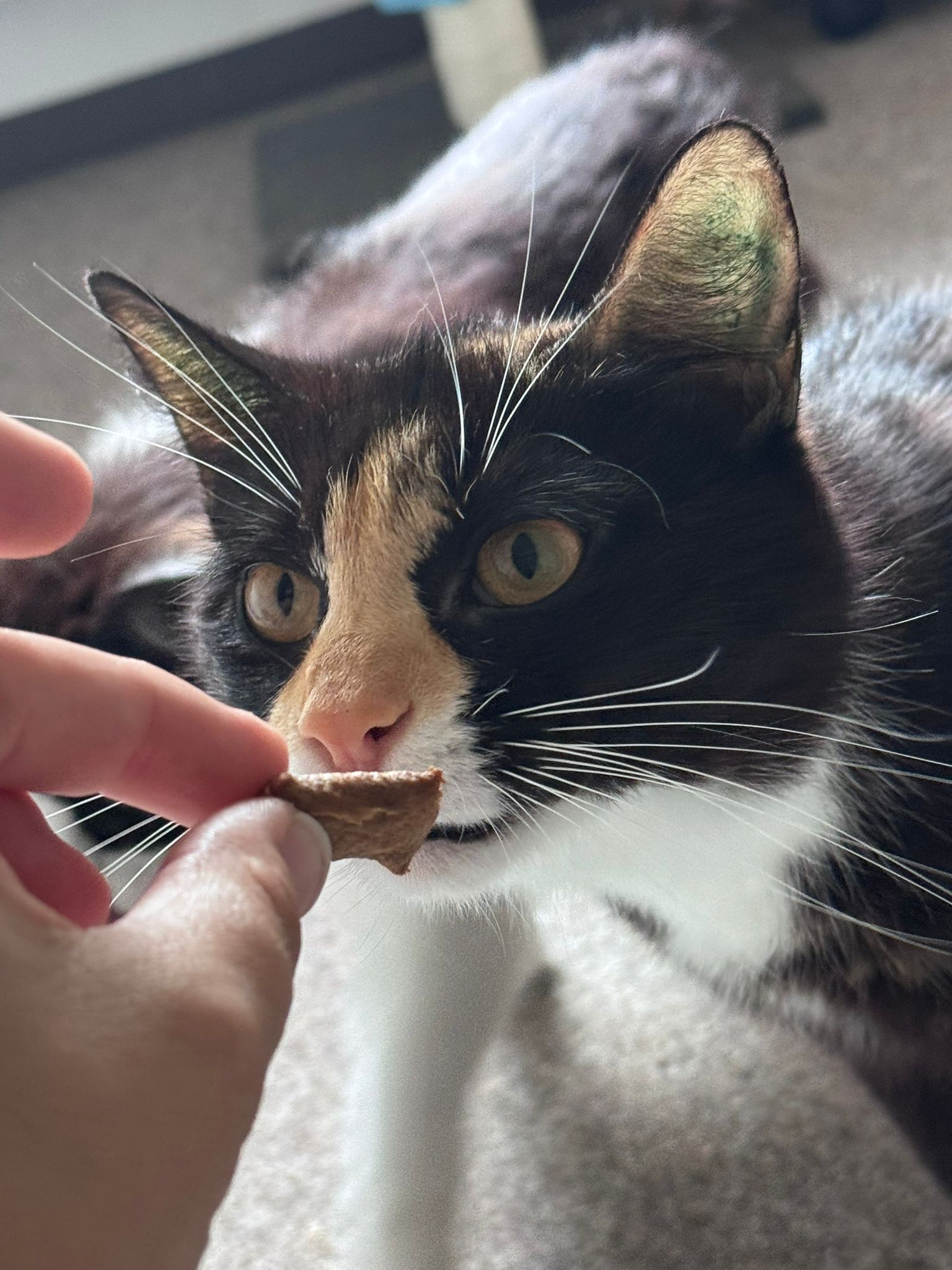 eine schwarz weiss rote katze wird mit einem Leckerli gefüttert