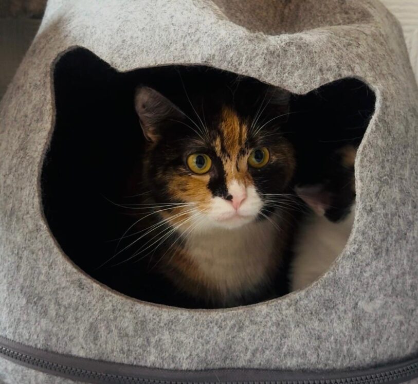 eine tri-color Katze sitzt in einer Katzenhöhle und schaut. 