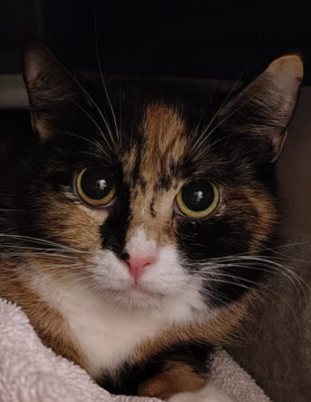 eine tri-color Katze sitzt in einer Katzenhöhle und schaut. 