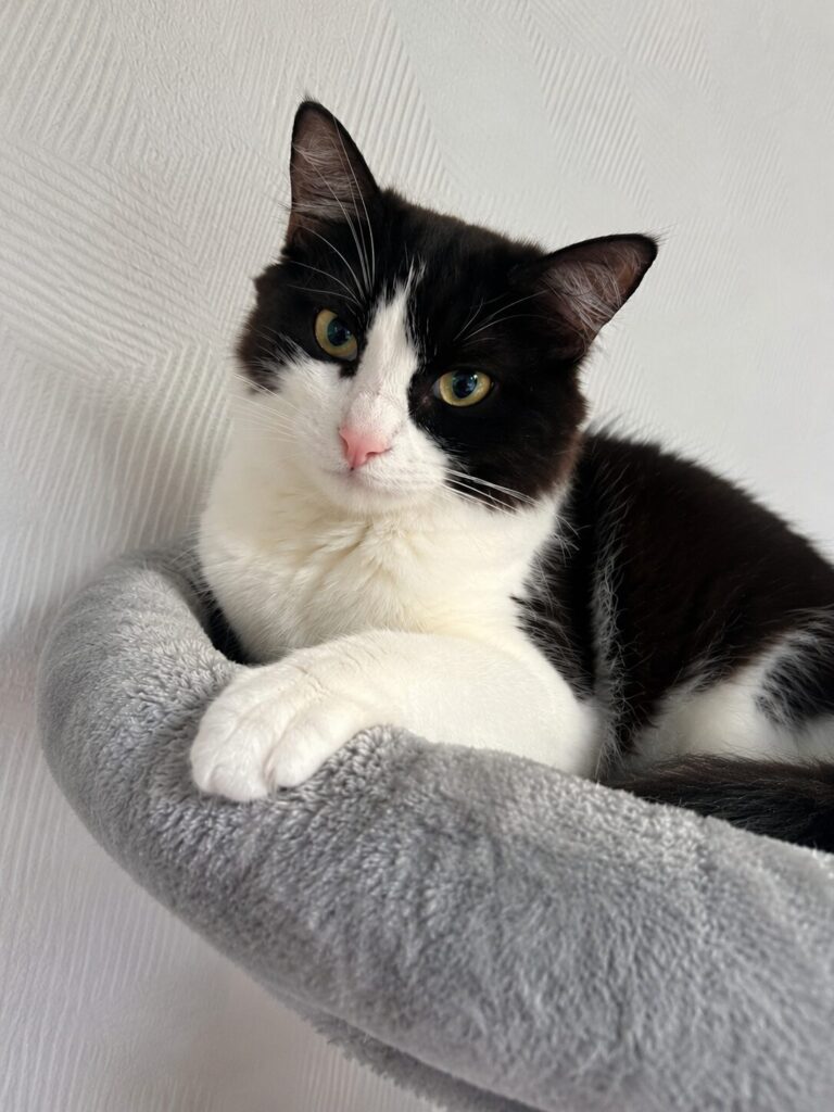 eine weiss schwarze langhaarige katze sitzt auf einem kratzbaum