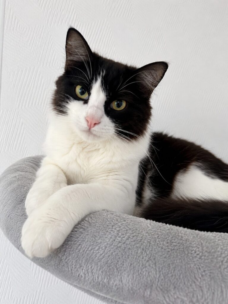 eine weiss schwarze langhaarige katze sitzt auf einem kratzbaum