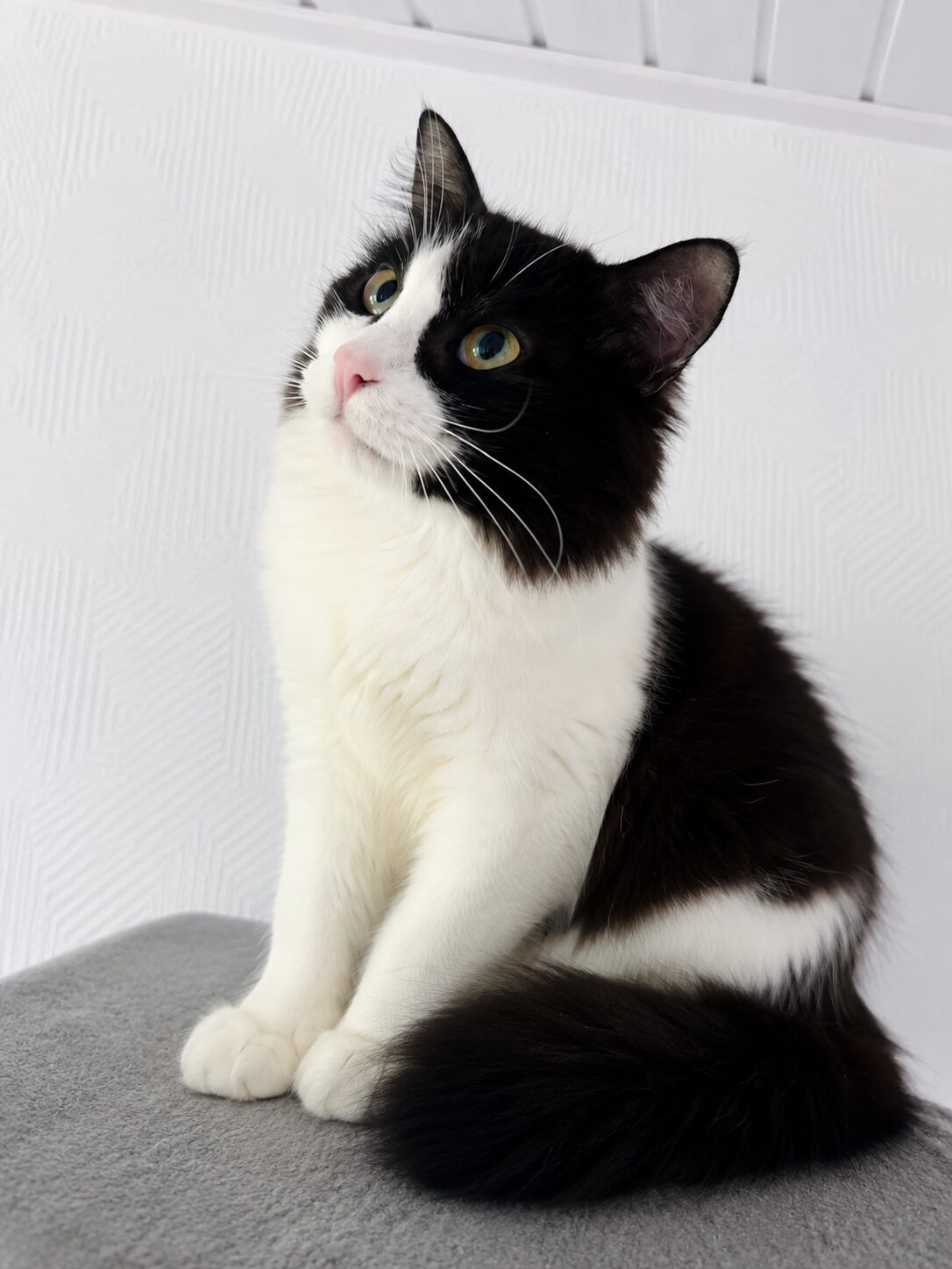 eine weiss schwarze langhaarige katze sitzt auf einem kratzbaum