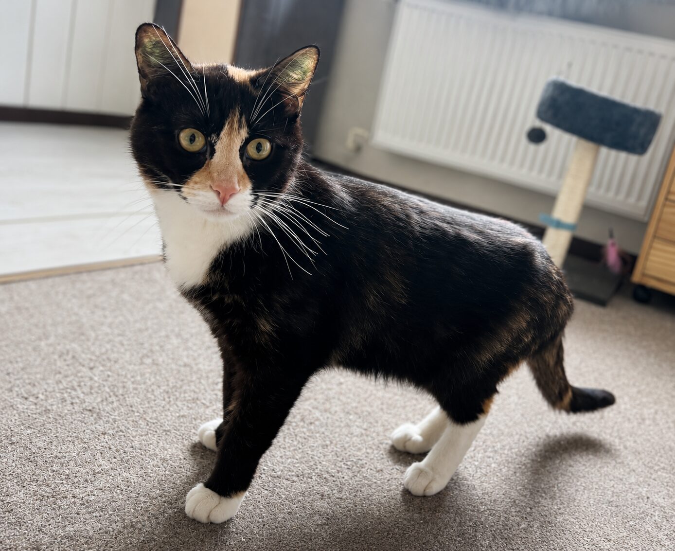 eine schwarz weiss rote katze schaut in die kamera