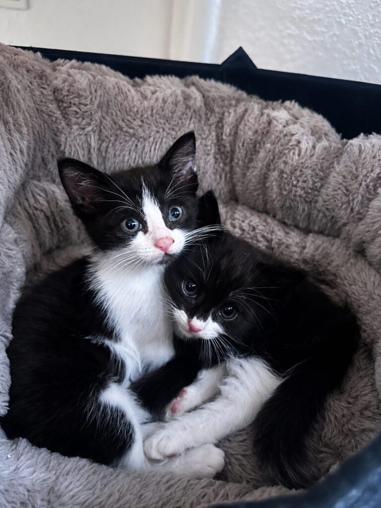 zwei kitten liegen nebeneinander