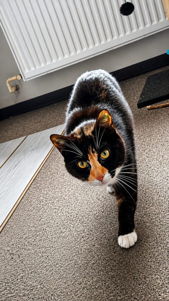 eine schwarz weiss rote katze steht auf einem teppich und schaut überrascht