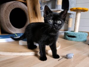 ein schwarzes kitten steht im zimmer und schaut