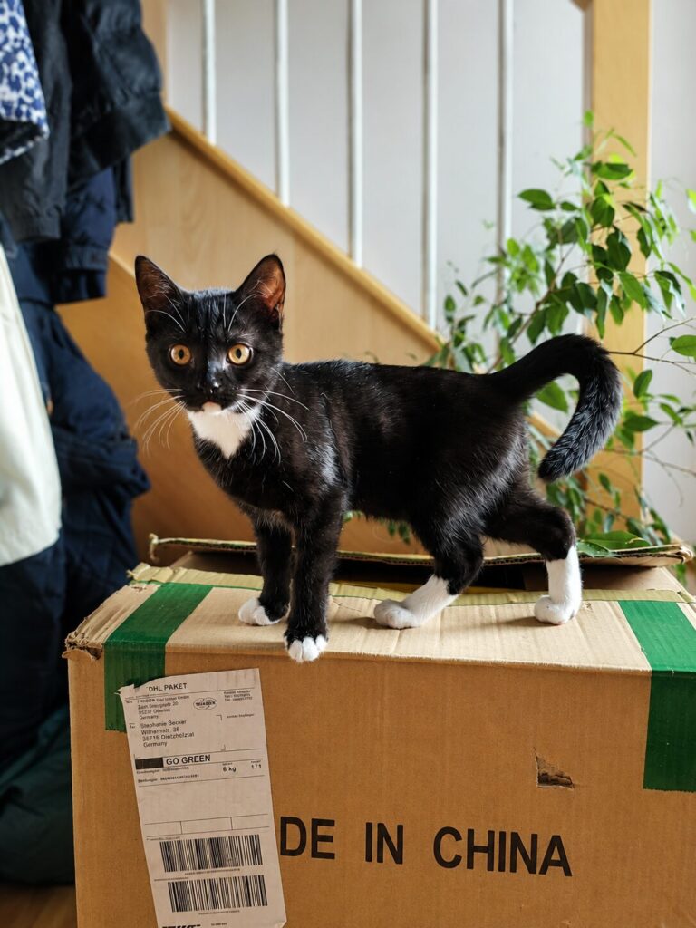 ein schwarz weisses kitten sitzt auf einem karton