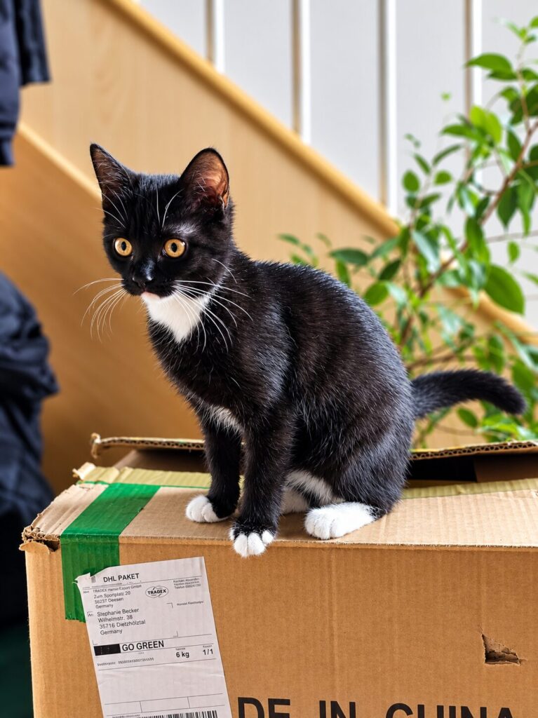 ein schwarz weisses kitten sitzt auf einem karton