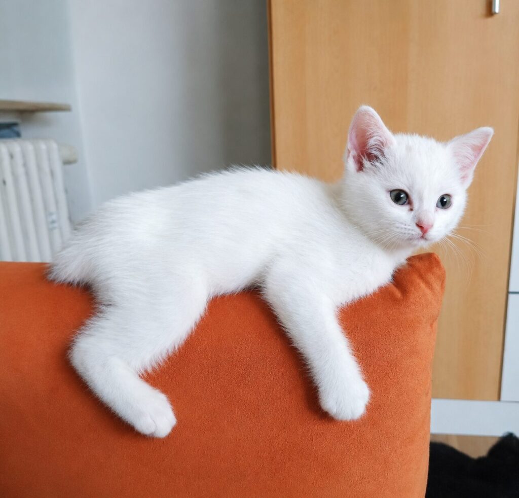 ein weisses kätzchen sitzt auf dem sofa und chillt