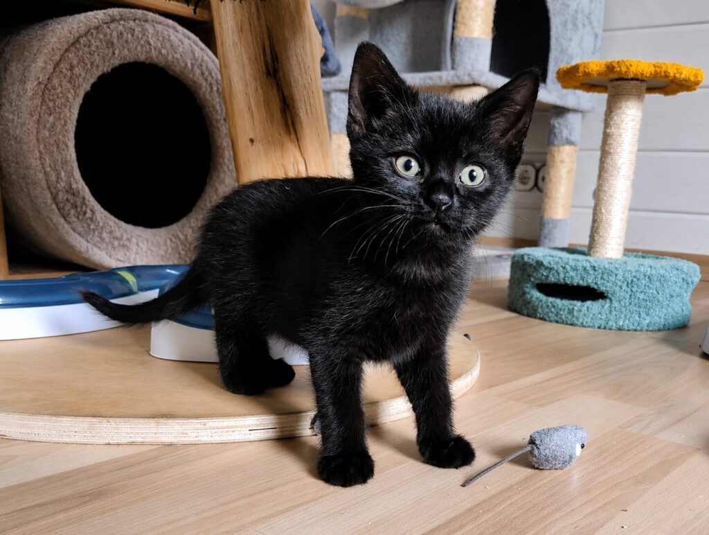 ein schwarzes kätzchen steht auf dem boden und schaut neugierig