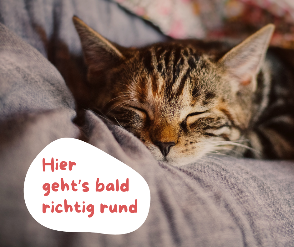eine katze liegt auf einer grauen decke und schläft. der slogan hier gehts bald richtig rund ist zu lesen.