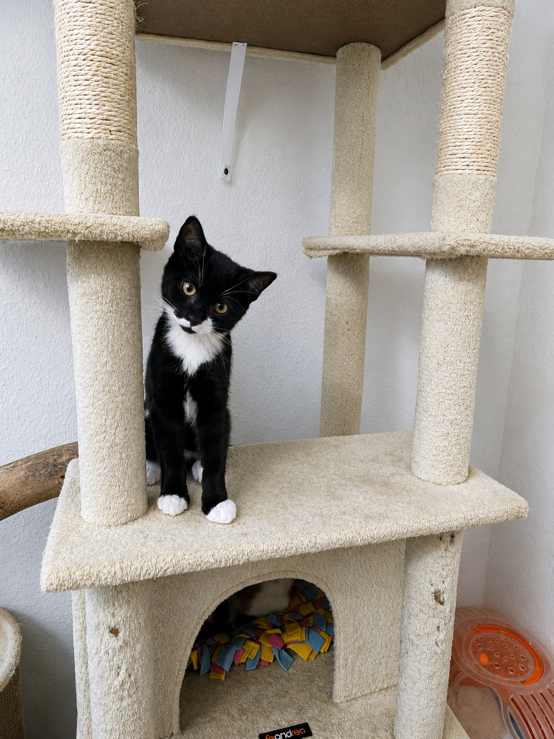 ein schwarz weisses kätzchen lsitzt auf einem kratzbaum