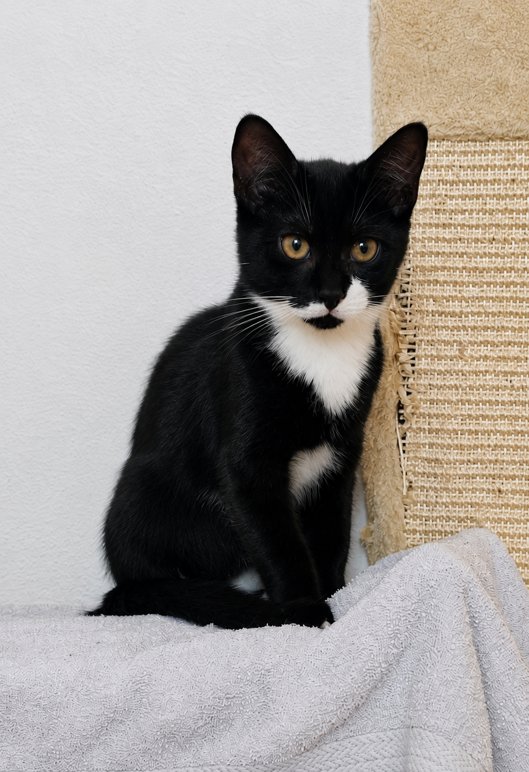 ein schwarz weisser kater sitzt auf einem kratzbaum
