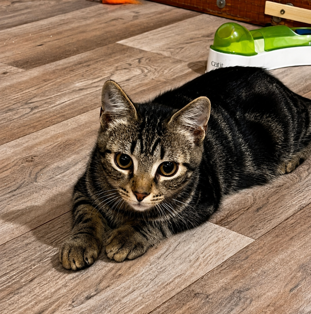 Ein getigerter Kater sitzt auf einem hellen Boden und schaut. 