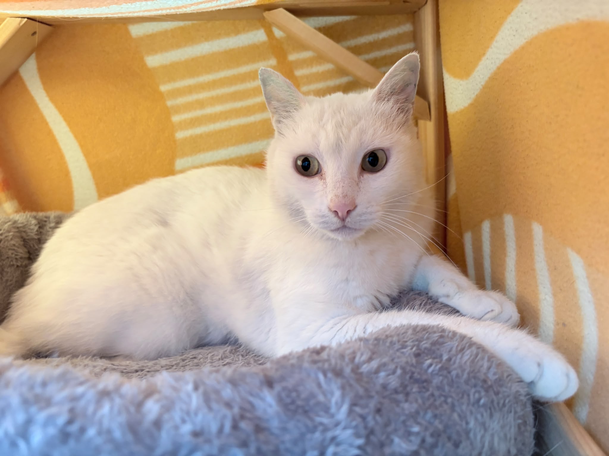 Ein weisser kater sitzt in einer kuschelhöhle