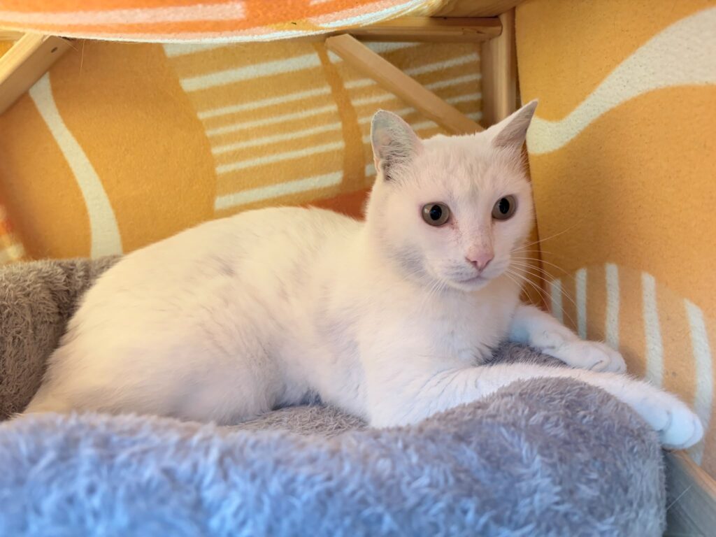 Ein weisser kater sitzt in einer kuschelhöhle