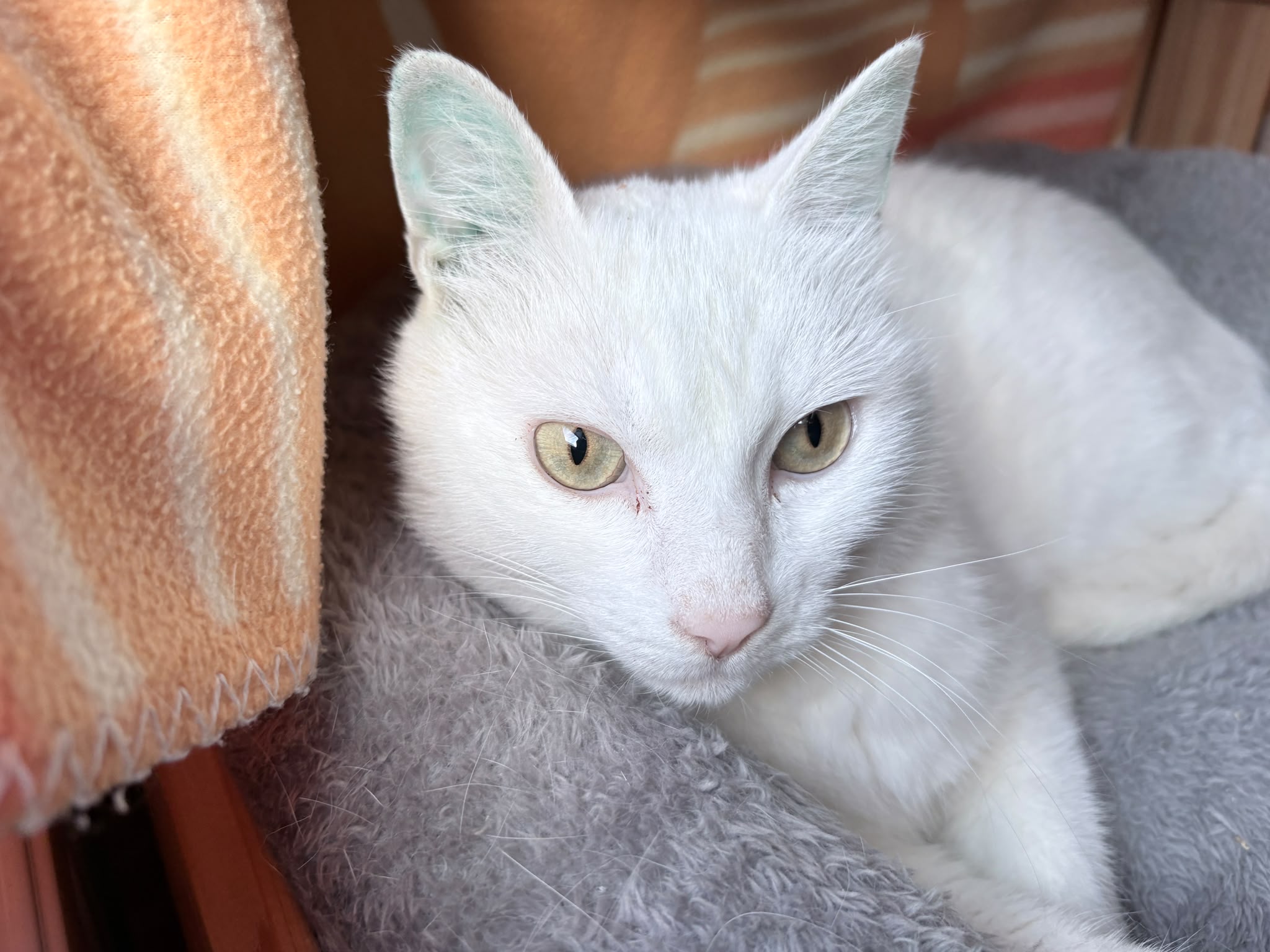 Ein weisser kater sitzt in einer kuschelhöhle