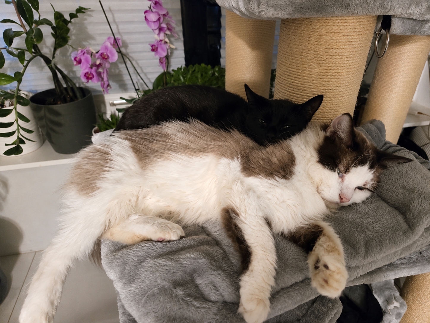 zwei katzen liegen verschlafen auf einem kratzbaum