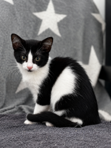 ein schwarz weisses kitten sitzt auf einem stuhl