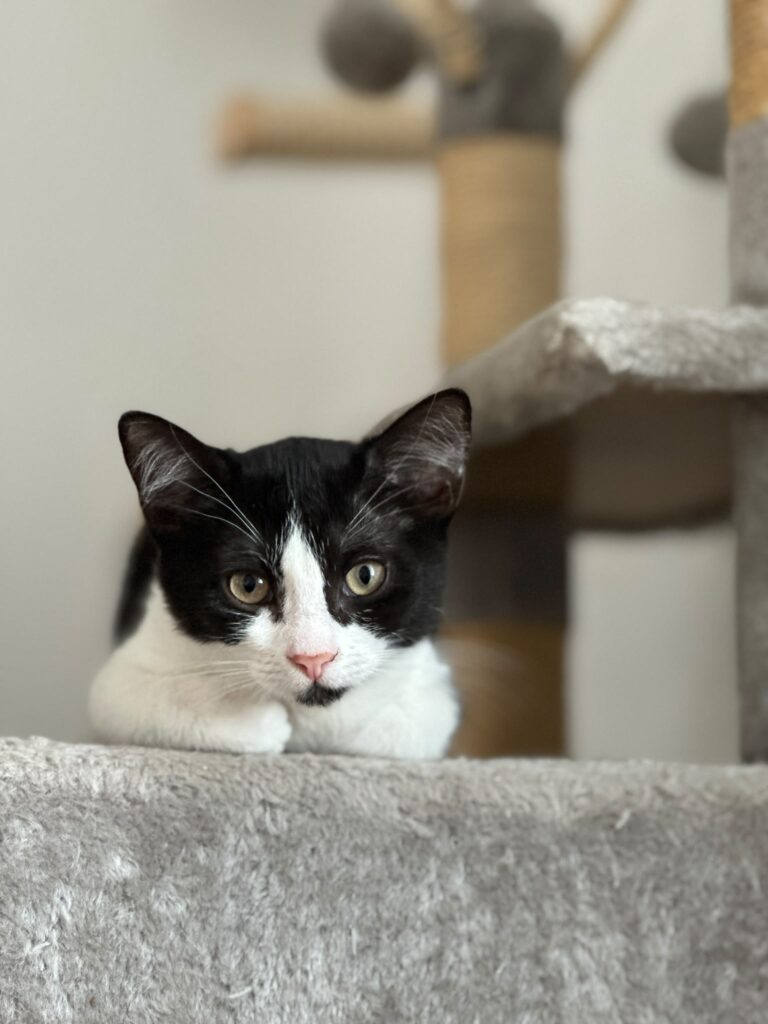 ein schwarz weisses kitten liegt auf einem kratzbaum