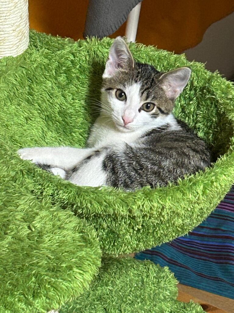eine getigerte katze mit weissen abzeichen liegt in einem grünen kratzbaum