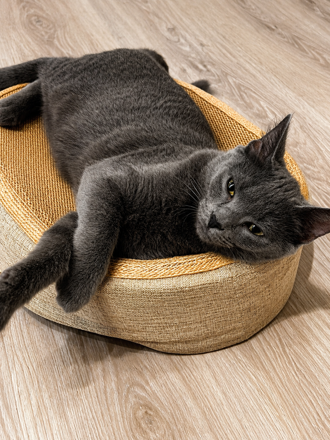 eine graue katze liegt auf einem kratzbrett und chillt.