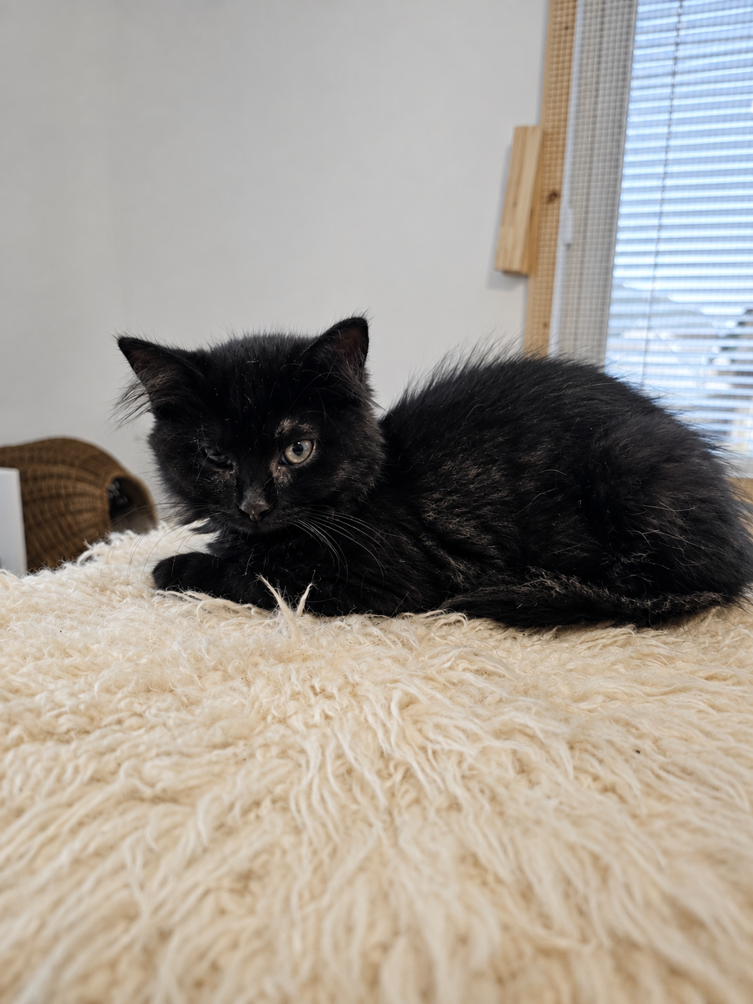 ein schwarzes kitten liegt auf einem kratzbaum. 