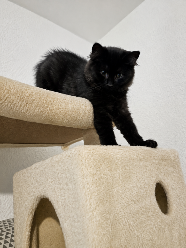 ein schwarzes kitten liegt auf einem kratzbaum. 