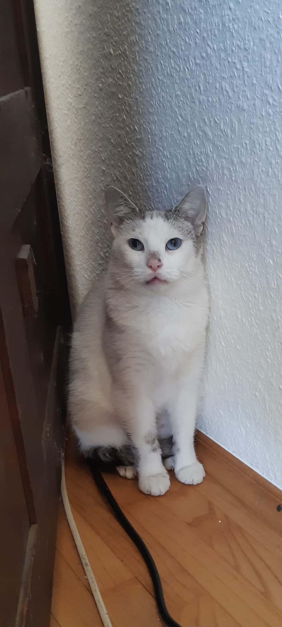 eine weiss graue katze sitzt in der ecke